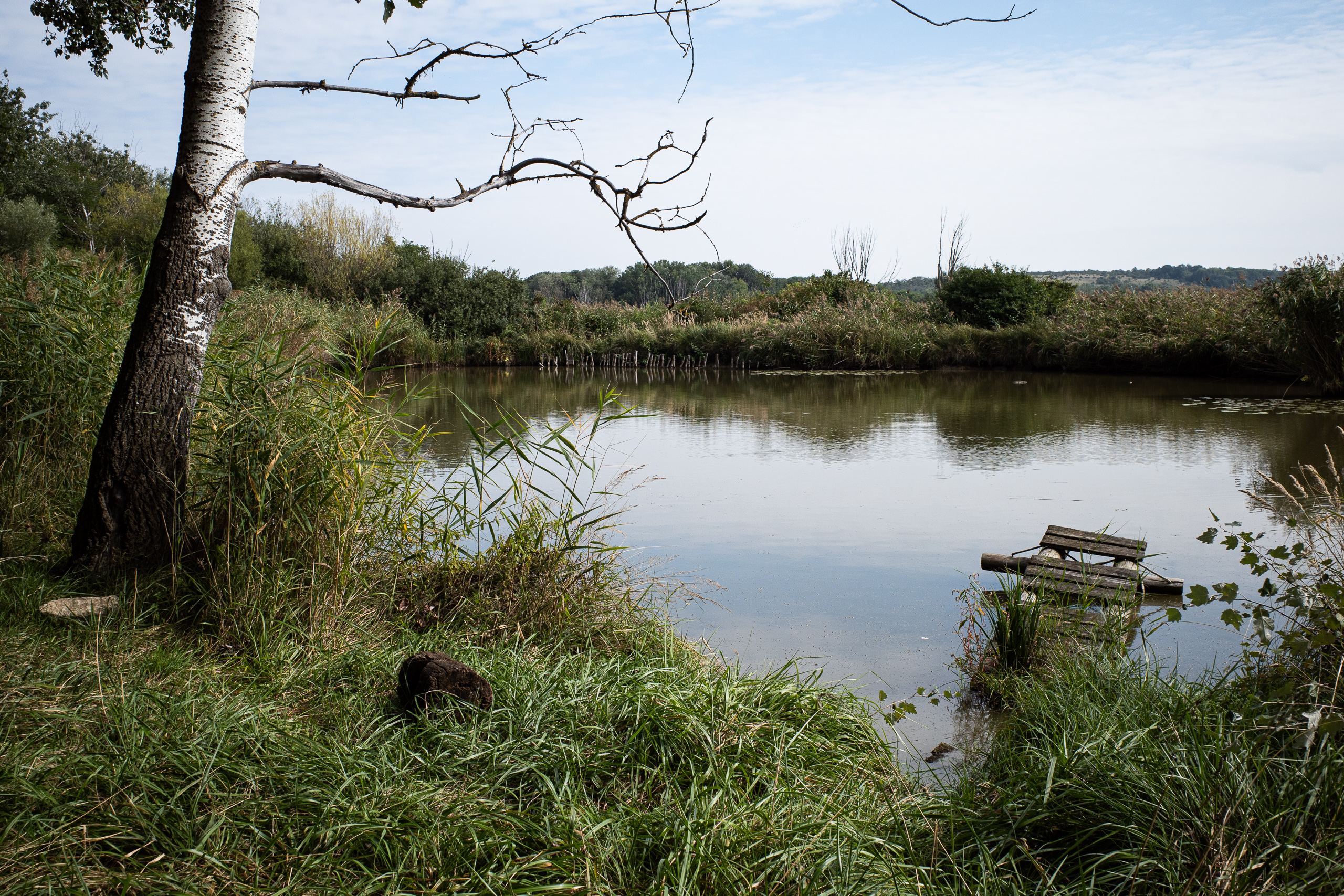Stiller Teich mit schiefer Pappel und halb versunkenem Steg